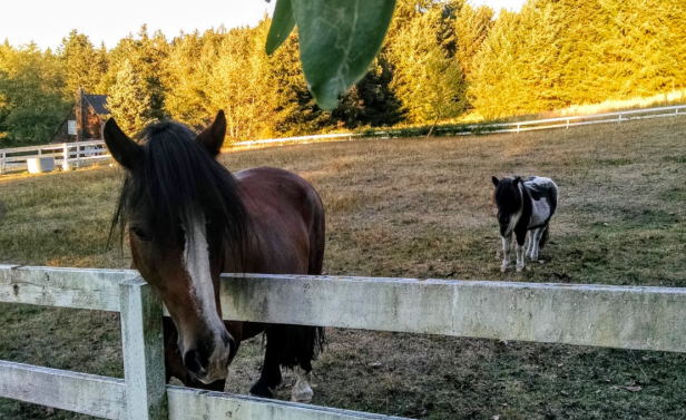 screen-shot-2016-10-01-at-3-12-43-pm